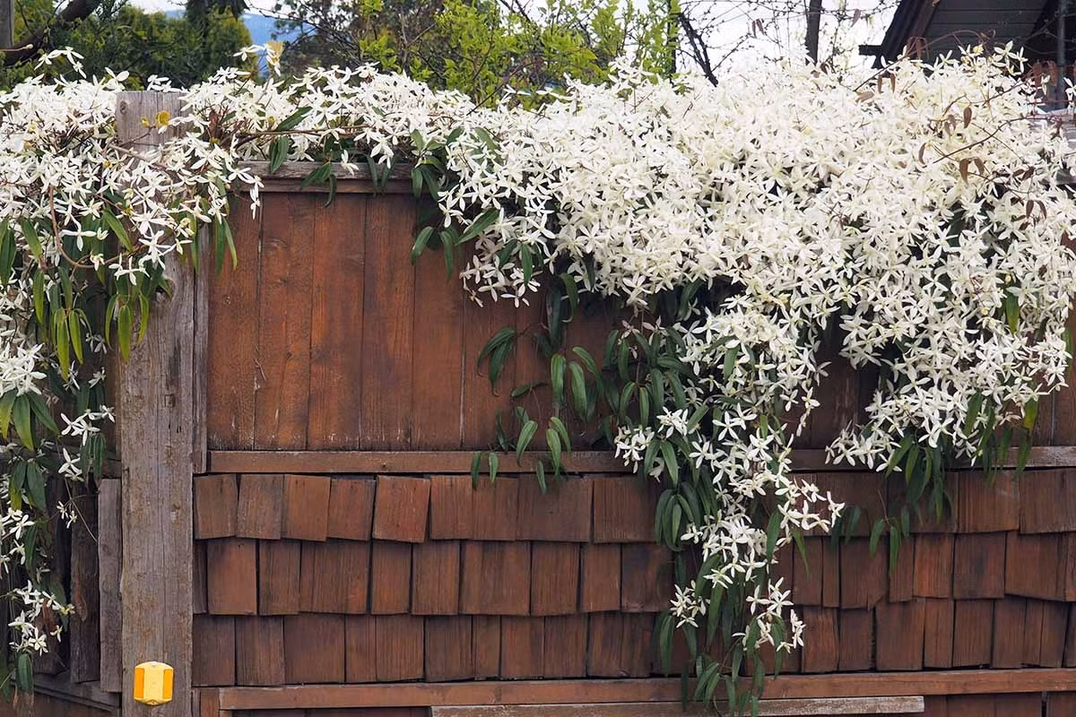 Ông lão là một chi của hơn 300 loài thuộc họ Ranunculaceae với nhiều giống hoa khác nhau đang được lai tạo. Chúng rất đa dạng về màu sắc như trắng, đỏ, hồng, tím, xanh lam, xanh ngọc, về hình dạng hoa cũng có cánh đơn và cánh kép. Ảnh minh họa gardeners