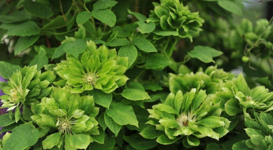 Có thể trồng ngoài trời nếu có điều kiện. Yêu cầu về đất không khắt khe, tốt nhất nên trồng ở nơi có nắng (ít nhất 2-3 giờ/ngày) và không dễ bị úng nước. Bạn không cần trồng quá sâu và có thể che phủ hoàn toàn hệ thống rễ. Ưu tiên đất vườn tơi xốp, màu mỡ và thoát nước tốt. Không nên sử dụng trực tiếp đất vườn dễ nén.