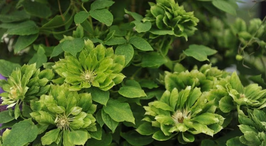 Có thể trồng ngoài trời nếu có điều kiện. Yêu cầu về đất không khắt khe, tốt nhất nên trồng ở nơi có nắng (ít nhất 2-3 giờ/ngày) và không dễ bị úng nước. Bạn không cần trồng quá sâu và có thể che phủ hoàn toàn hệ thống rễ. Ưu tiên đất vườn tơi xốp, màu mỡ và thoát nước tốt. Không nên sử dụng trực tiếp đất vườn dễ nén.