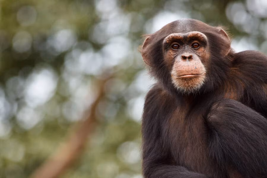 Phat hien soc: Tinh tinh co kha nang noi tieng nguoi?