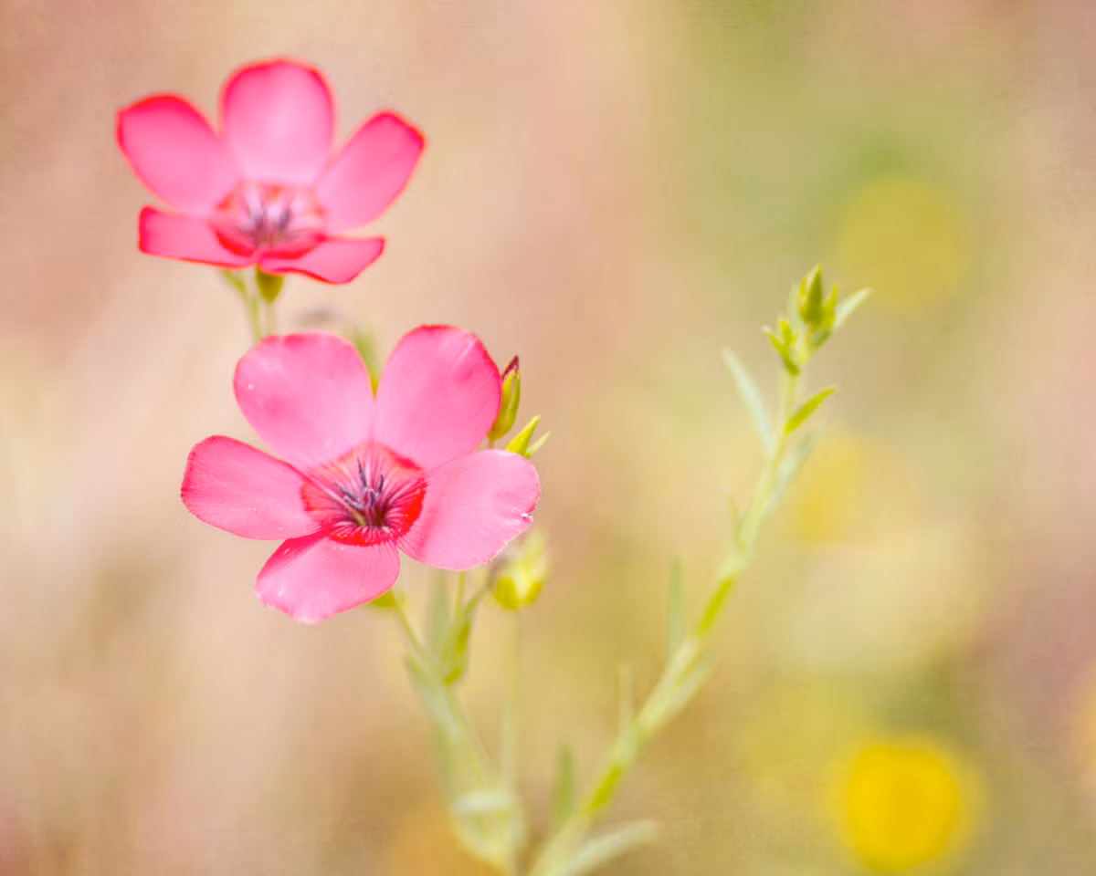 Ai sinh ngay Am lich nay so menh 'vang rong', doi nhieu mat ngot-Hinh-2