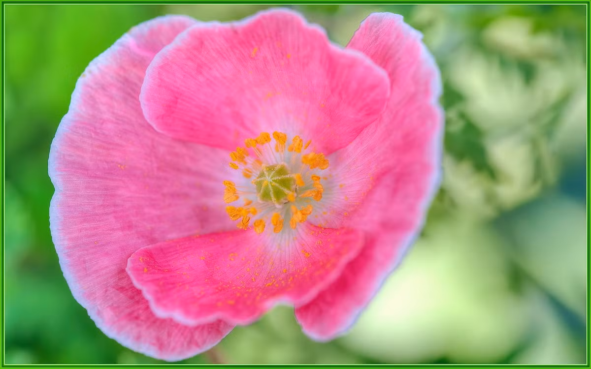 Ai sinh ngay Am lich nay so menh 'vang rong', doi nhieu mat ngot-Hinh-7