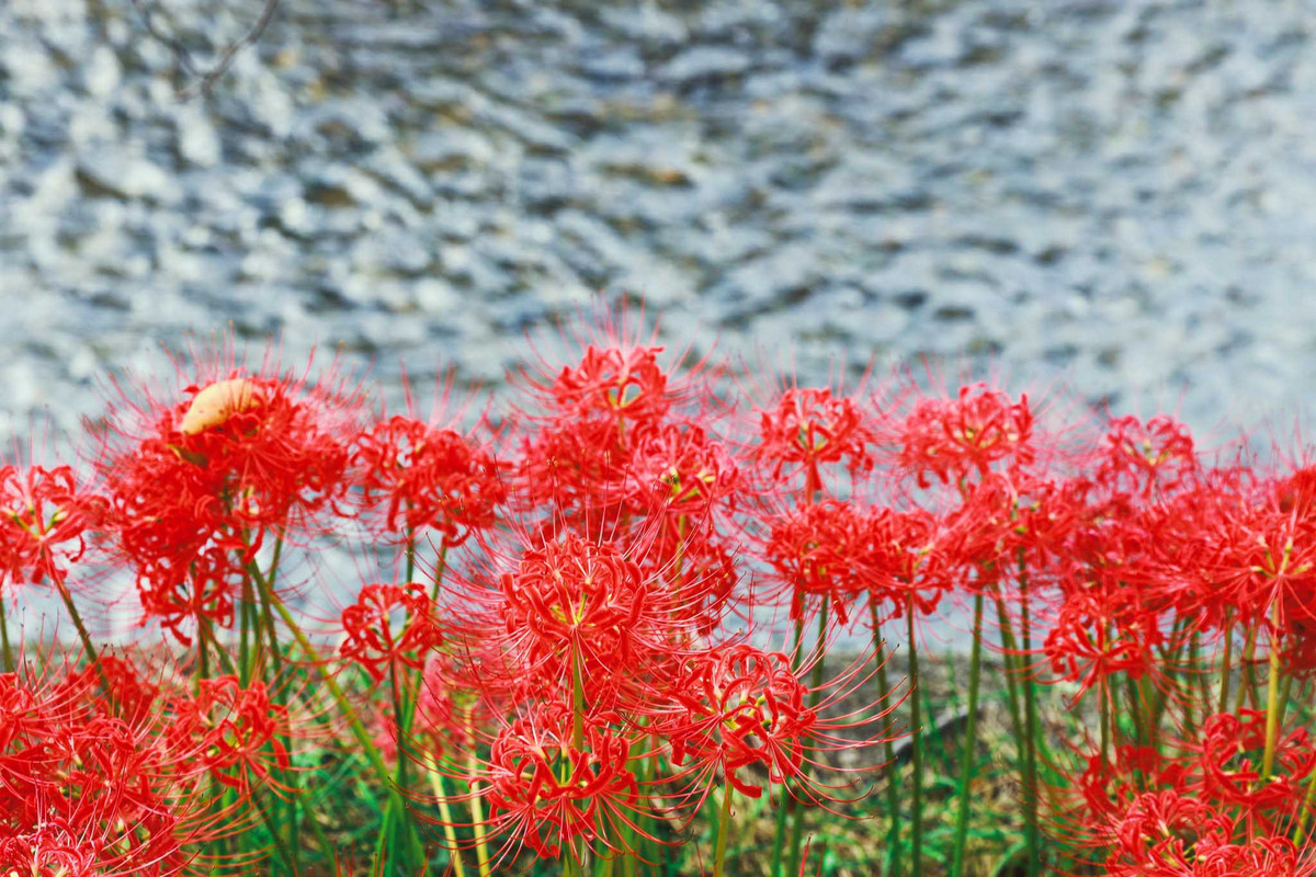 Vì vậy, người xưa cho rằng bỉ ngạn là loài hoa của "thế giới bên kia", liên quan đến cái chết và những điều khủng khiếp nơi địa ngục, tượng trưng cho điềm gở.