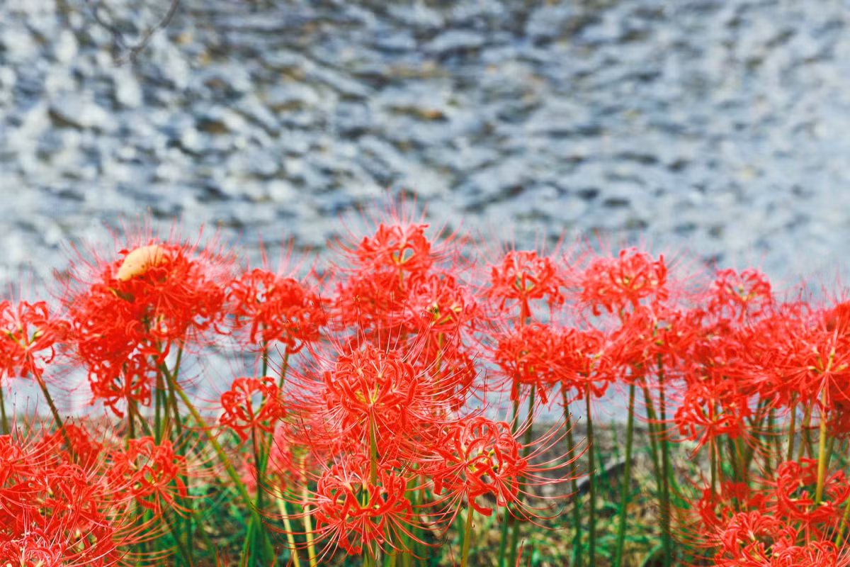 Vì vậy, người xưa cho rằng bỉ ngạn là loài hoa của "thế giới bên kia", liên quan đến cái chết và những điều khủng khiếp nơi địa ngục, tượng trưng cho điềm gở.