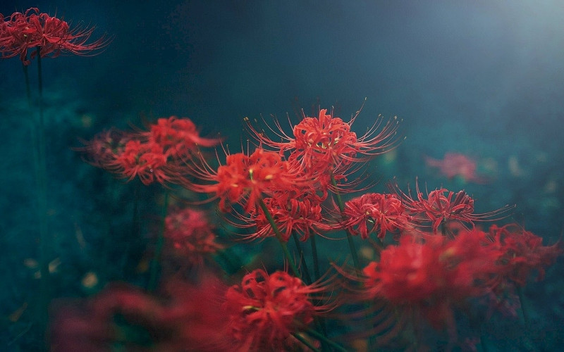 Đây là lý do nhiều người ăn nhầm củ của hoa này xuất hiện các triệu chứng ngộ độc như buồn nôn, nôn mửa, tiêu chảy, đau bụng và tê liệt thần kinh mà không rõ nguyên nhân. 