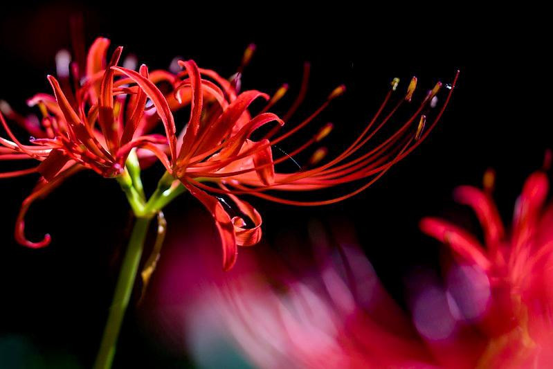 Ngoài ra, tập quán của cây cảnh này cũng rất đặc biệt. Nó không thích sự ấm áp và ánh nắng mặt trời mà thích môi trường lạnh giá. Vì vậy bạn luôn có thể nhìn thấy nó ở sâu trong một số khu rừng rậm và ở những nơi không có người ở, đặc biệt là cạnh một số ngôi mộ, nơi "hoa của thế giới bên kia" thường nở rộ. 