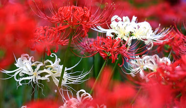  Tại Nhật Bản, hoa mang ý nghĩa là hồi ức đau thương, Triều Tiên là nhớ về nhau, Trung Quốc là ưu mỹ thuần khiết, cũng là sự phân ly, khổ đau, vẻ đẹp của cái chết. Tựu chung lại, đây là loài hoa đại diện cho sự chia ly, tuyệt vọng. 