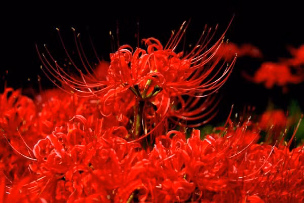 Xét về an toàn sức khỏe thì củ của bỉ ngạn cũng có độc tố khá mạnh. Nghiên cứu cho thấy rằng, củ của hoa bỉ ngạn chứa nhiều chất Lycopene và Galantamine.