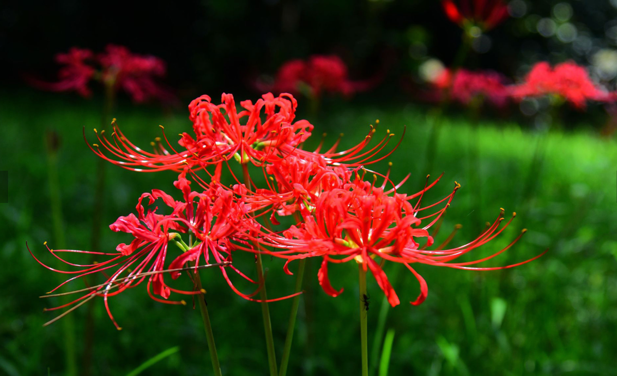 Do nhiều truyền thuyết khác nhau, ngôn ngữ hoa của nó thường được coi là: sự chia ly, nỗi buồn, sự xui xẻo và vẻ đẹp của cái chết. Vì vậy, người xưa cho rằng nhìn thấy nó là điềm xui xẻo và rất xui xẻo.