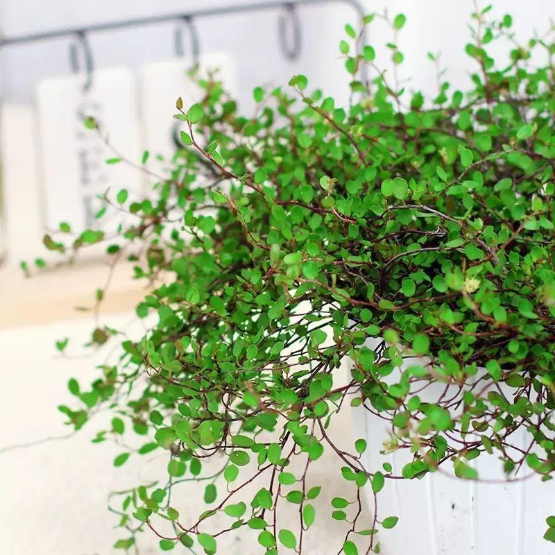 br/> Lá cây có màu xanh lá đậm, hình dáng thon tròn, kích thước nhỏ, chi chít giống như các mắt của tổ ong nên còn được gọi là cây tổ ong, lại có người thấy giống nút áo nên gọi là cây nút áo. Lá non màu xanh ngọc, lá già có màu xanh đậm. Thân cây màu nâu nhạt, mềm mại và rũ rượi. Ảnh minh họa Toutiao 