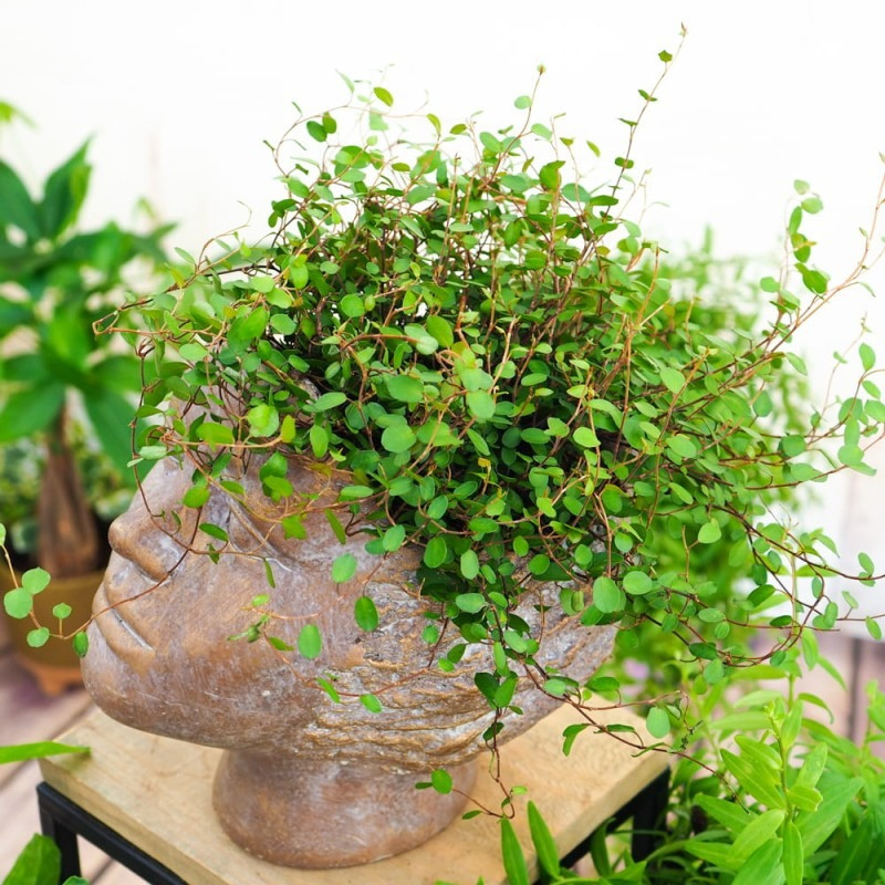  Tóc mây là loại cây nhạy cảm với nhiệt độ sinh trưởng. Nhiệt độ tăng trưởng tối ưu của nó là 20 ~ 24oC. Trong phạm vi nhiệt độ này, hoạt động bên trong của cây cảnh đạt đến đỉnh điểm và tốc độ sinh sản là nhanh nhất. Cỏ ngàn lá rất sợ nhiệt. Khi nhiệt độ vượt quá 30°C, sự phát triển của nó sẽ bị đình trệ, một số lá già sẽ chuyển sang màu vàng và khô héo. Đừng quá lo lắng khi gặp phải tình trạng này. Đây là phương thức tự bảo vệ của cây cảnh tóc mây ể sống sót qua thời kỳ nắng nóng. Để cây có tính trang trí cao hơn, hãy nhớ kiểm soát nhiệt độ vào mùa hè và đặt cây ở nơi mát mẻ.