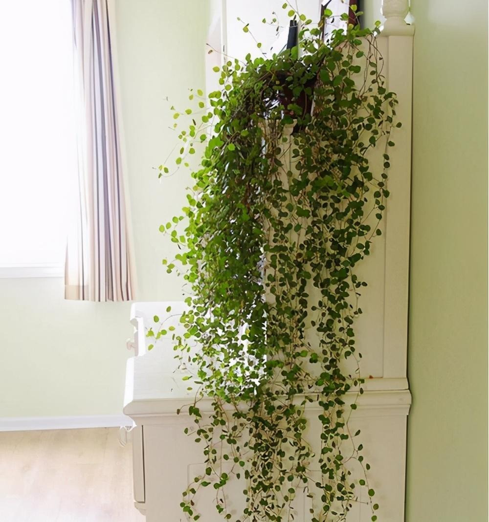 ##ss###style="font-size: 16px;"> Cây cảnh tóc mây hay còn được gọi là cây tổ ong, cây nút áo, cỏ ngàn lá. Cây cảnh có tên tiếng Anh thường gọi là Creeping wire vine, sprawling wirevine, matted lignum, tên khoa học là Muehlenbeckia complexa, họ Rau răm (Polygonaceae).