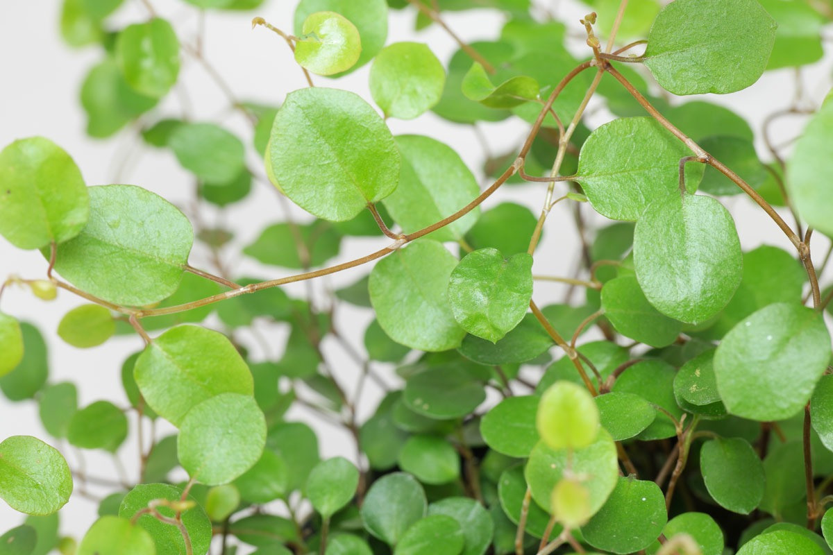  Giống như hầu hết các loại cây lá, cây cảnh này thích đất hơi chua, thoát nước tốt, dễ thấm và giàu mùn. Đất càng thoát nước tốt và thoáng khí thì càng tránh được nguy cơ thối rễ do ngập úng.