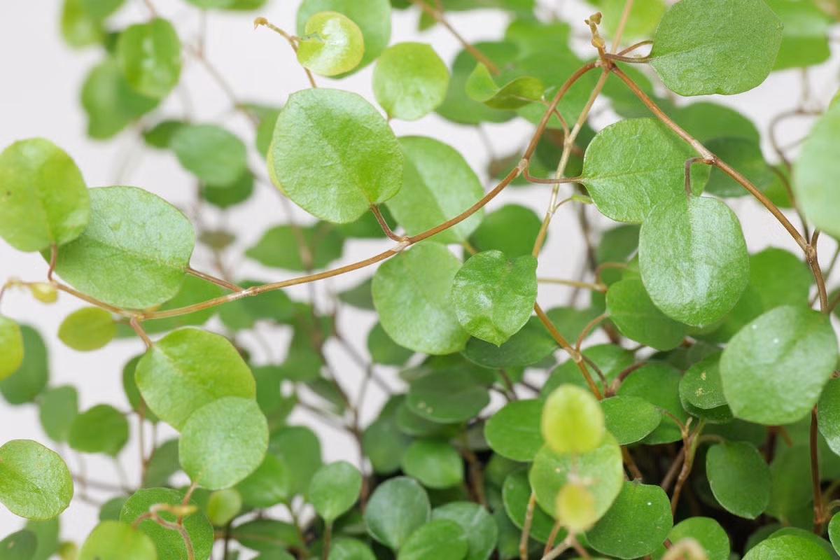  Giống như hầu hết các loại cây lá, cây cảnh này thích đất hơi chua, thoát nước tốt, dễ thấm và giàu mùn. Đất càng thoát nước tốt và thoáng khí thì càng tránh được nguy cơ thối rễ do ngập úng.