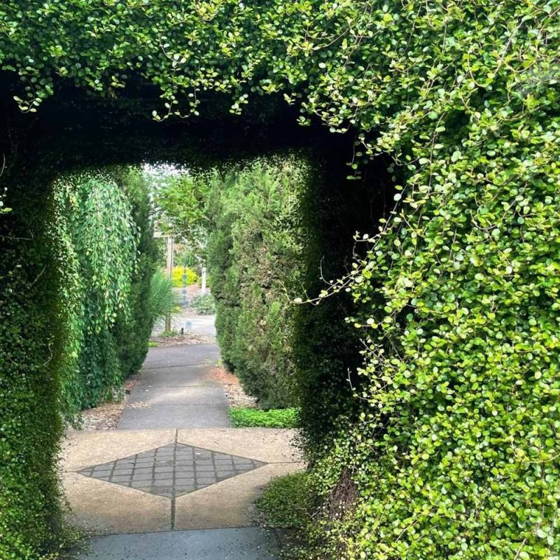 Cây cảnh này có thể trồng làm cỏ che phủ mặt đất, các bờ tường đá, tạo thành giỏ treo cao để dây rủ xuống hoặc tạo hình đa dạng để chúng che phủ lên rồi cắt tỉa theo hình dáng mà bạn mong muốn.