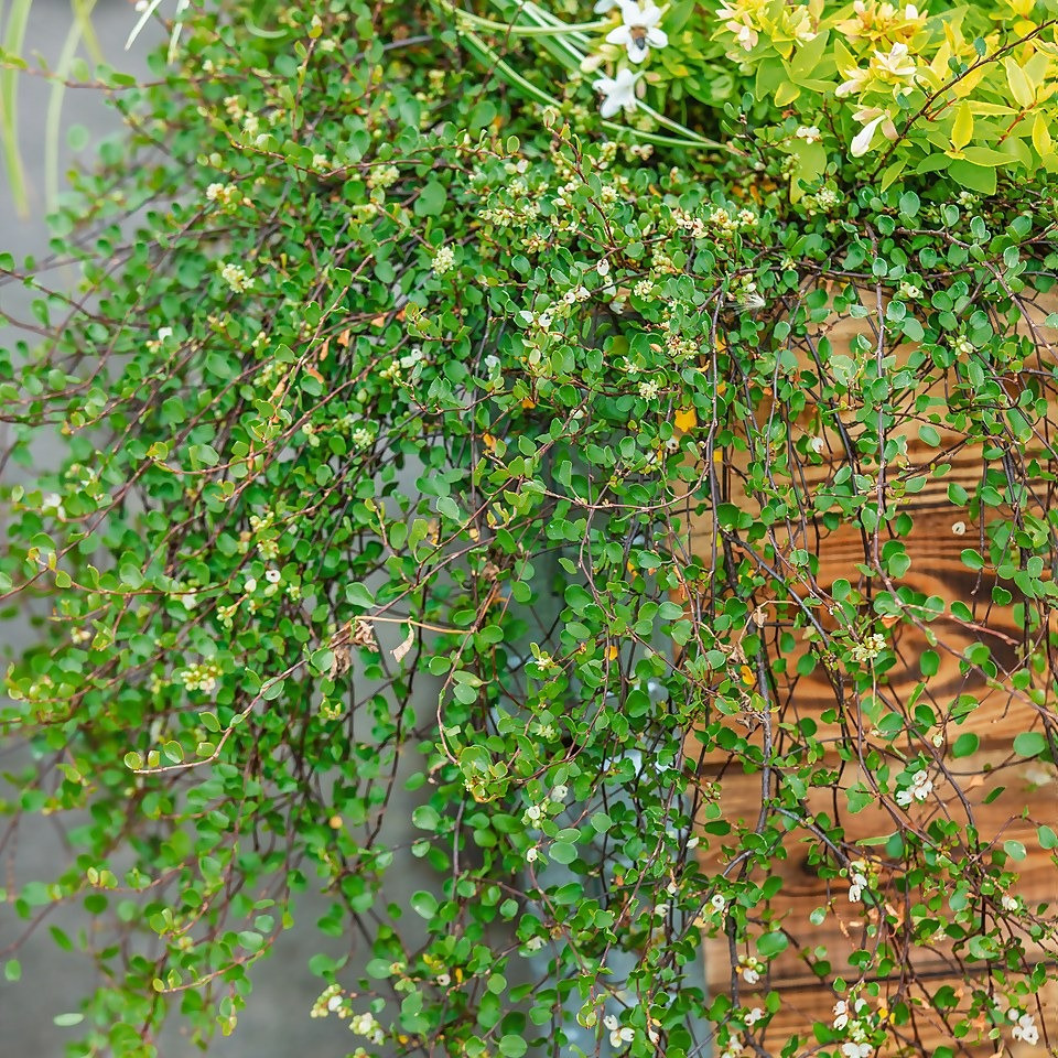 Cây cảnh này có lá tròn, nhỏ trông đặc biệt dễ thương khi tập hợp thành từng mảng. Cỏ ngàn lá không chỉ đẹp để ngắm mà còn có chức năng thanh lọc formaldehyde. Nếu bạn đặt nó trong nhà, đặc biệt là trong nhà mới, không khí sẽ trở nên trong lành hơn. 