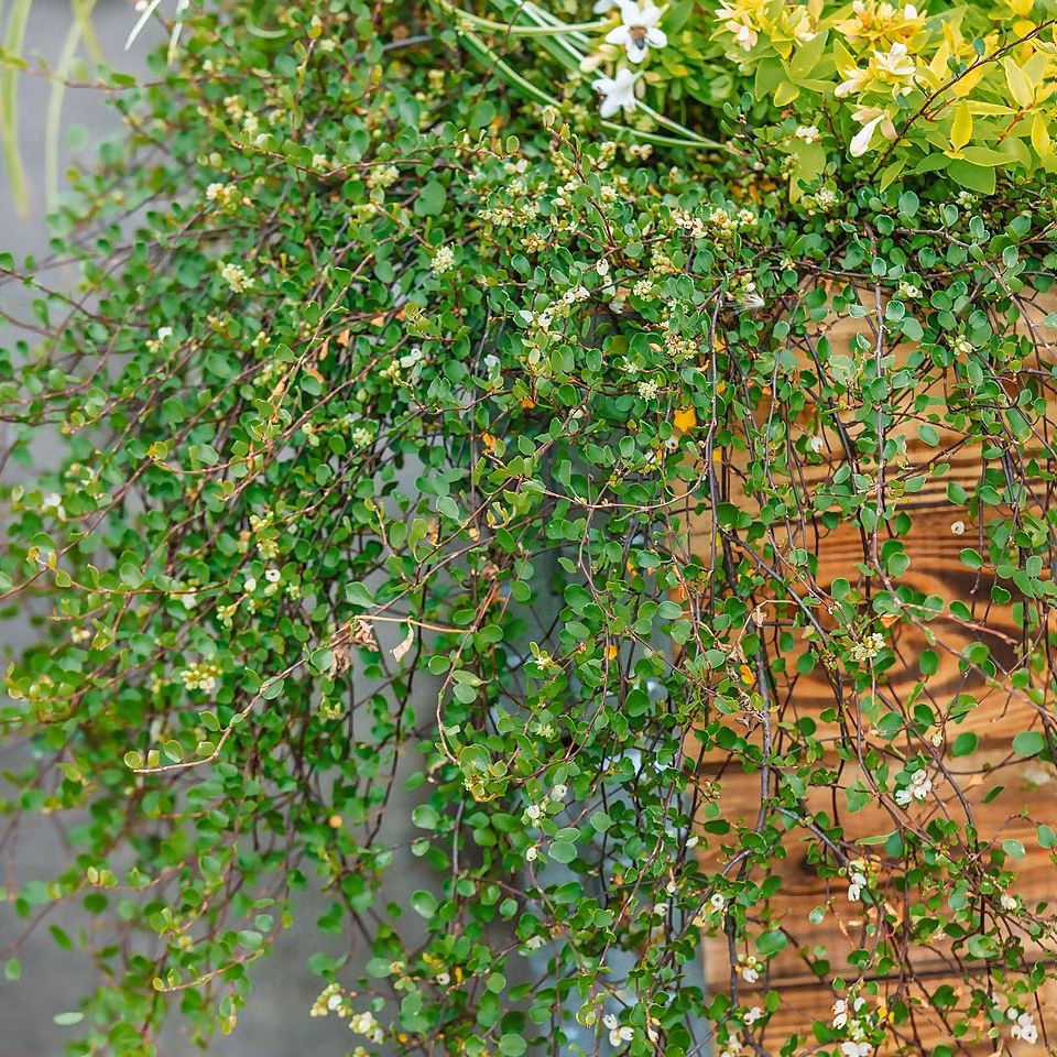 Cây cảnh này có lá tròn, nhỏ trông đặc biệt dễ thương khi tập hợp thành từng mảng. Cỏ ngàn lá không chỉ đẹp để ngắm mà còn có chức năng thanh lọc formaldehyde. Nếu bạn đặt nó trong nhà, đặc biệt là trong nhà mới, không khí sẽ trở nên trong lành hơn. 