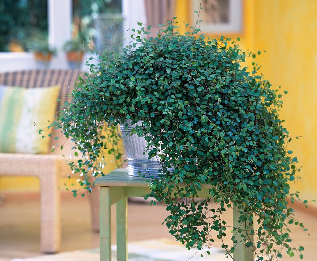  Tóc mây có khả năng chịu nhiệt kém, nhưng có khả năng chịu lạnh tốt, có thể chịu được nhiệt độ thấp tới 0 độ. Nếu được chuyển về nhà kịp thời sau khi nhiệt độ giảm xuống vào mùa thu đông, nhìn chung nó sẽ không bị băng giá hư hại. 