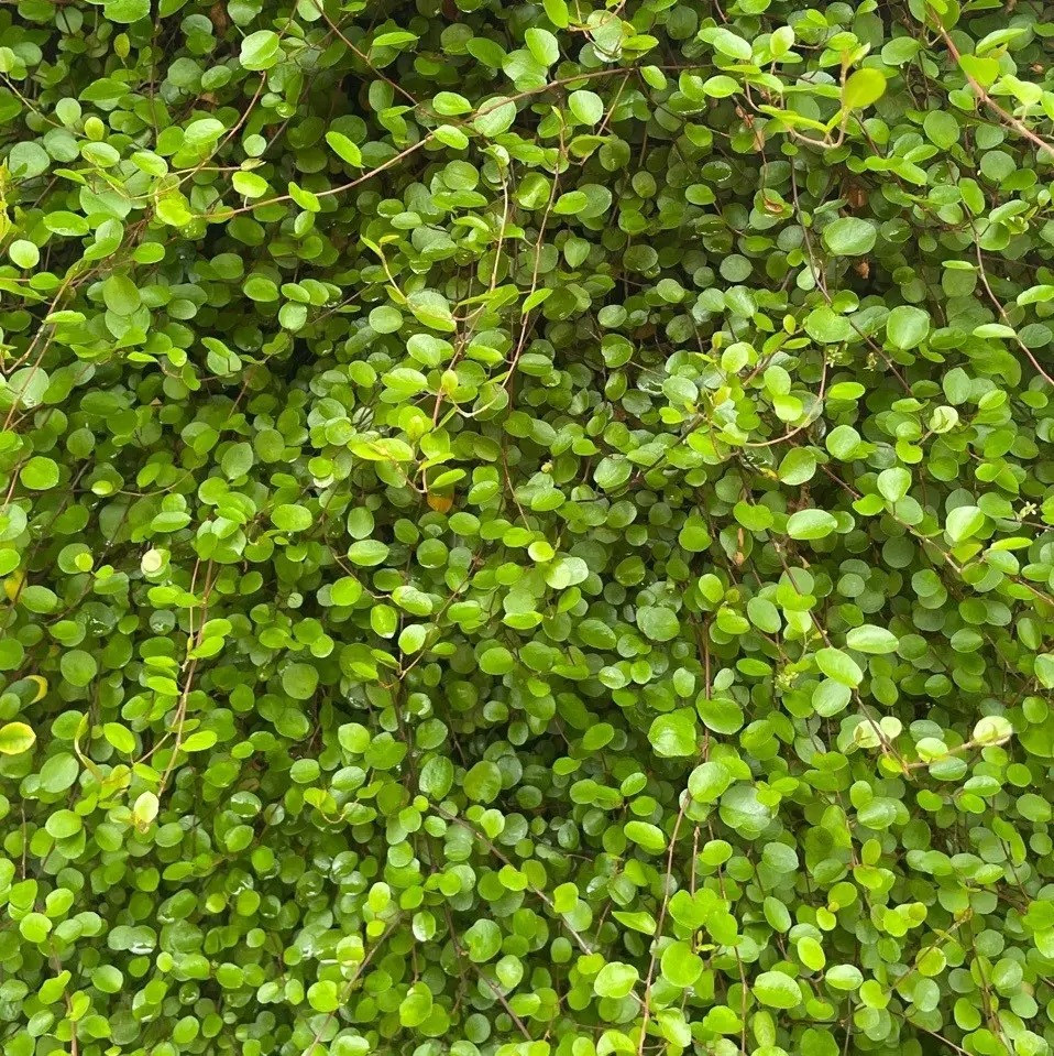 Cái tên tóc mây đã nói lên tất cả về loài cây này. Chúng có thân rủ, các nhánh cây thanh mảnh, mềm mại giống như mái tóc mây dài của người phụ nữ, tạo nên vẻ đẹp nhẹ nhàng, thu hút và đầy mê hoặc. Ảnh minh họa littleprinceplants