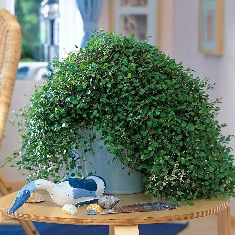  Cây cảnh tóc mây nuôi trong chậu hiếm khi nở hoa. Nếu gặp môi trường thích hợp, nhiều ánh sáng, môi trường ấm áp và ẩm ướt, thỉnh thoảng chúng sẽ nở những bông hoa nhỏ màu xanh vàng vào cuối mùa xuân và mùa hè.