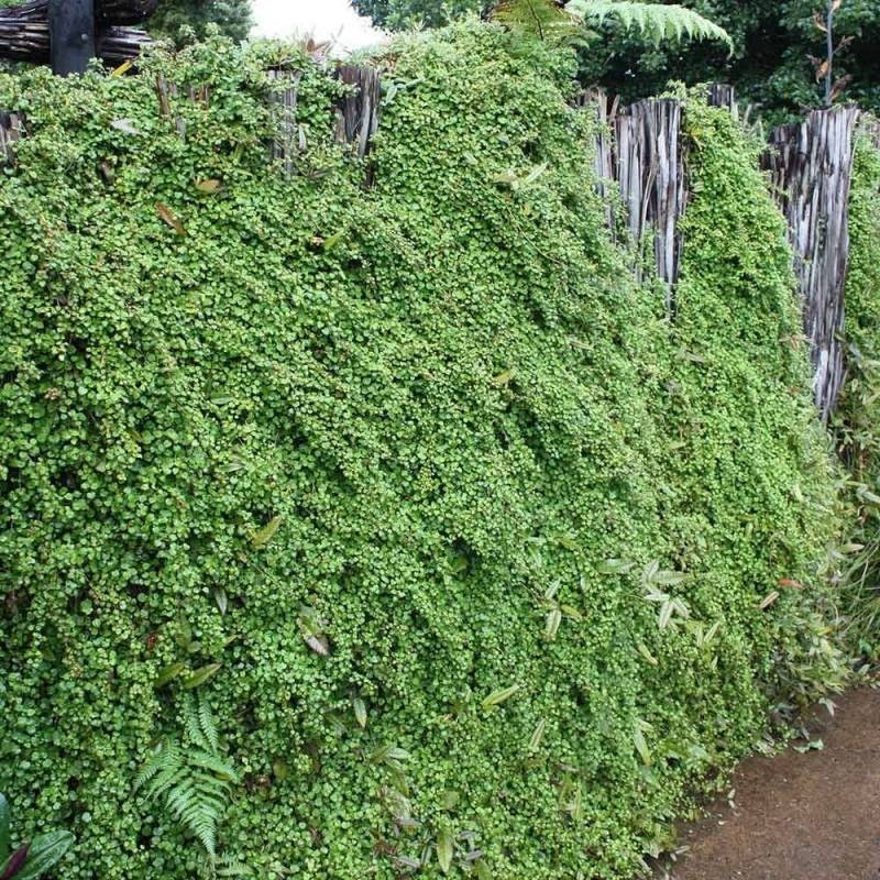 Cũng có nơi gọi nó bằng cái tên lãng mạn Angle Vine (dây leo thiên thần) để nhấn mạnh vào sự tươi đẹp, mềm mại của chúng. Cây cảnh tóc mây vốn là cây phủ mặt đất, là loài cỏ dại có xuất xứ từ New Zealand và Úc. Nhưng vẻ đẹp thiên thần của chúng đã lọt vào mắt xanh những nhà làm vườn và giờ đây, chúng trở thành cây cảnh được tạo hình muôn màu muôn vẻ.