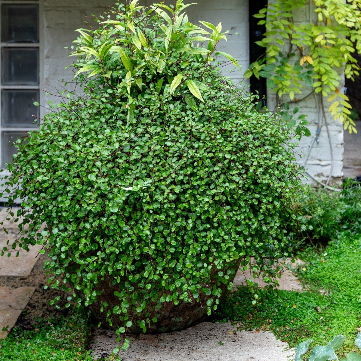  Cỏ ngàn lá là loại cây ưa ánh sáng điển hình nhưng chỉ thích ánh sáng dịu và không chịu được ánh sáng trực tiếp mạnh. Cành và lá của cây cảnh này rất sợ ánh nắng mặt trời. Ánh sáng mạnh sẽ làm cây bị cháy, khiến nhiều mảng lá chuyển sang màu vàng, cành khô héo, thậm chí cả cây bị chết. 