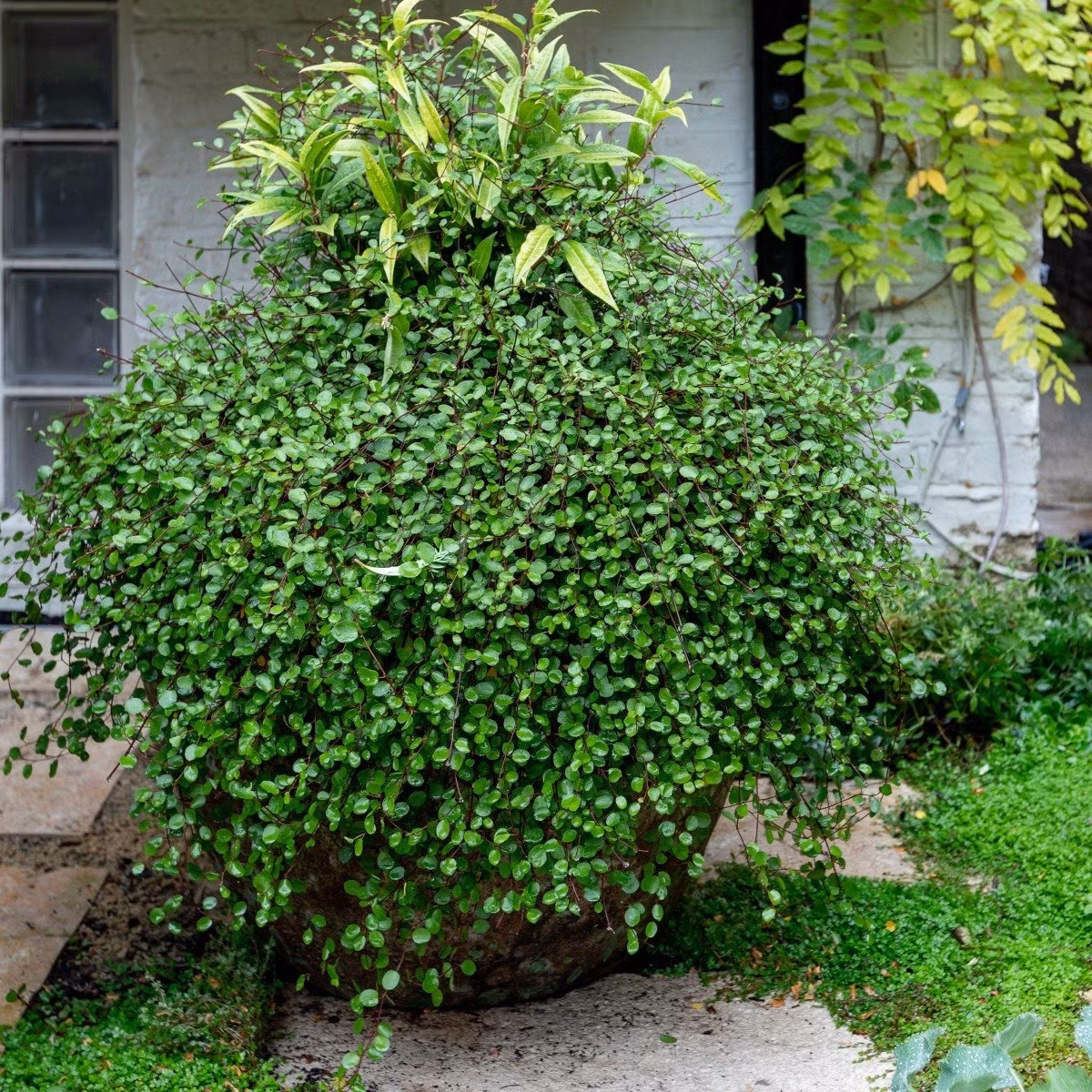  Cỏ ngàn lá là loại cây ưa ánh sáng điển hình nhưng chỉ thích ánh sáng dịu và không chịu được ánh sáng trực tiếp mạnh. Cành và lá của cây cảnh này rất sợ ánh nắng mặt trời. Ánh sáng mạnh sẽ làm cây bị cháy, khiến nhiều mảng lá chuyển sang màu vàng, cành khô héo, thậm chí cả cây bị chết. 