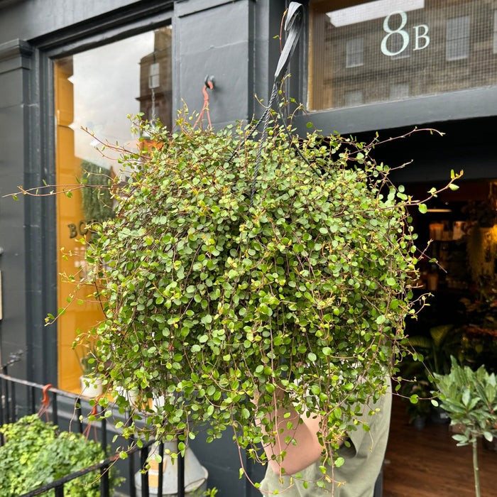  Vào mùa xuân, thu đông, tốt nhất nên trồng cây cảnh ở ban công thoáng đãng hoặc gần cửa sổ để đảm bảo thông gió tốt và đủ ánh nắng. Trong những tháng hè nóng nực, chúng ta phải đặt chậu hoa ở nơi râm mát, tránh ánh nắng trực tiếp để cây không bị cháy, thậm chí bị chết do nắng. 