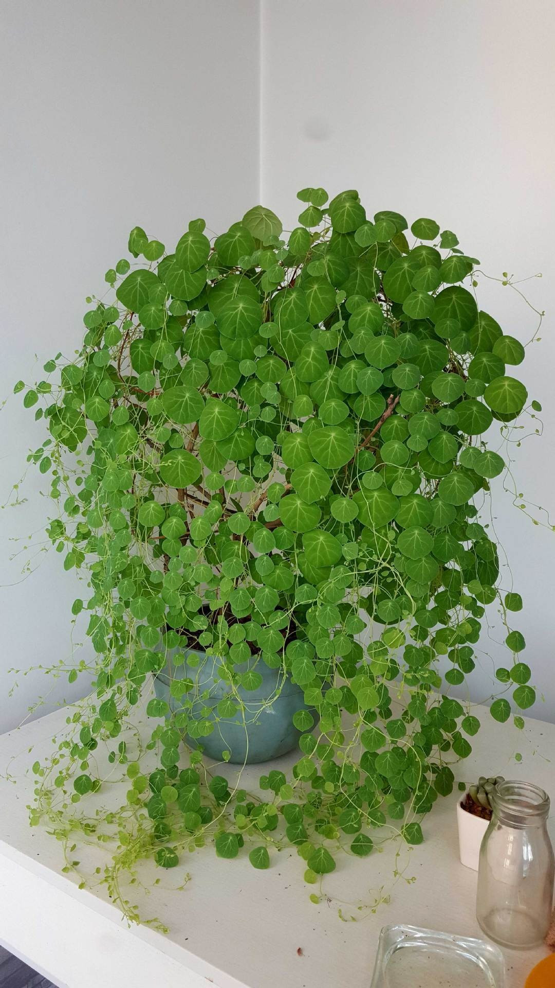 4 cay canh “van menh phu quy”, hut vang, chieu bac-Hinh-3