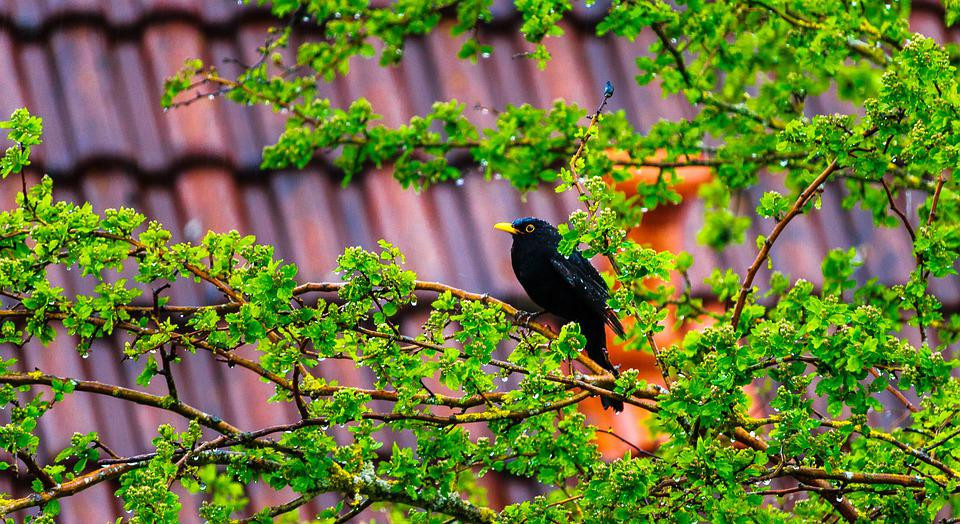 3 ngày sinh Âm lịch của người khôn ngoan, càng già càng như ý - Hình 3 3 ngay sinh Am lich cua nguoi khon ngoan, cang gia cang nhu y-Hinh-3