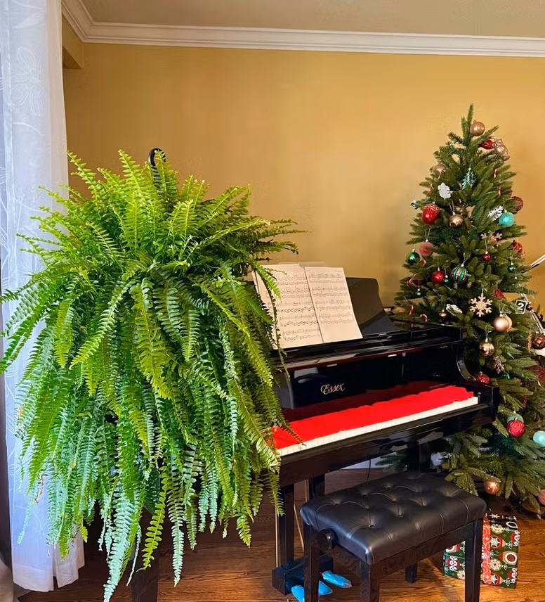 Co nhan dan: Trong nha trong 5 cay, con chau khoe manh, thong minh-Hinh-10