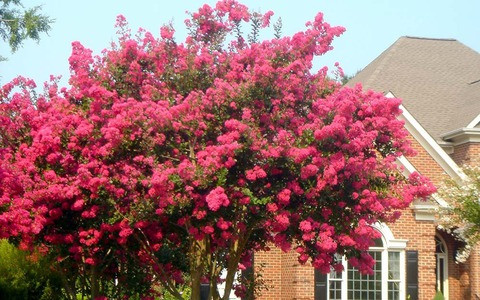  Cây cảnh phong thủy này còn tượng trưng cho vàng ngọc đầy nhà. Hoa tây phủ hải đường tượng trưng cho địa vị và sự giàu có, và việc bảo dưỡng chúng tại nhà mang ý nghĩa chào đón sự giàu có và may mắn.