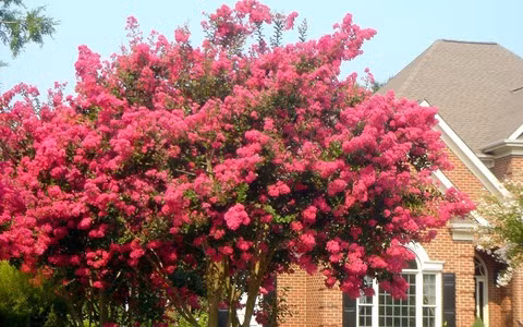  Cây cảnh phong thủy này còn tượng trưng cho vàng ngọc đầy nhà. Hoa tây phủ hải đường tượng trưng cho địa vị và sự giàu có, và việc bảo dưỡng chúng tại nhà mang ý nghĩa chào đón sự giàu có và may mắn.