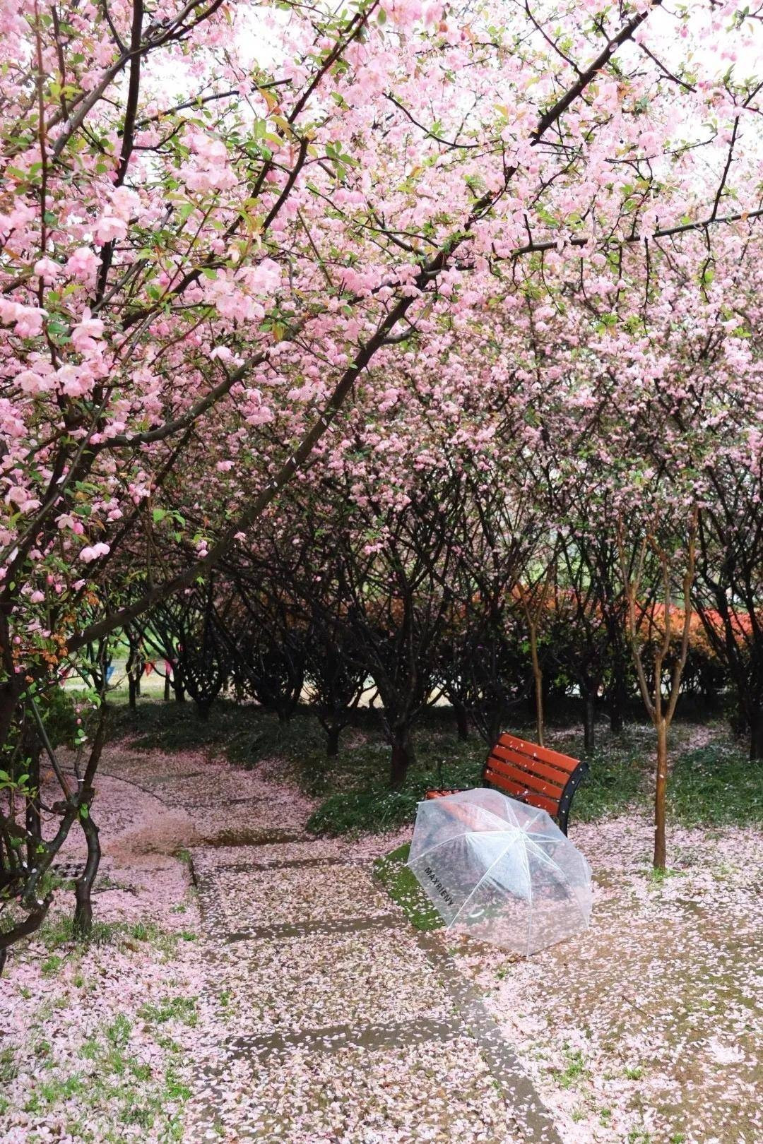 Hoa hải đường trượng trưng cho phú quý, thịnh vượng đón mùa xuân. Cây cảnh này trước sảnh mang ý nghĩa tốt đẹp về phú quý và mùa xuân vào nhà. Cây cảnh này sinh trưởng và phát triển ở mức trung bình. Chúng ưa khí hậu mát mẻ và ánh sáng bán phần. Cây thuộc loại dễ trồng dễ chăm sóc và rất ít bị sâu bệnh. 