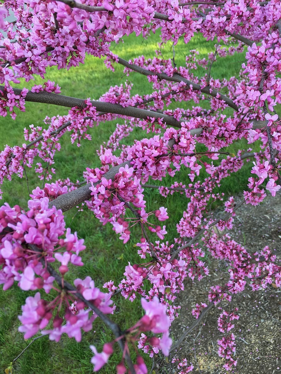 Trong đó loài Nụ đỏ phương Đông (Eastern Redbud) có tên khoa học là Cercis canadensis, nở hoa hồng rực, hoa nở suốt từ gốc lên đến ngọn, được ưa thích hơn và thường thấy nhất.