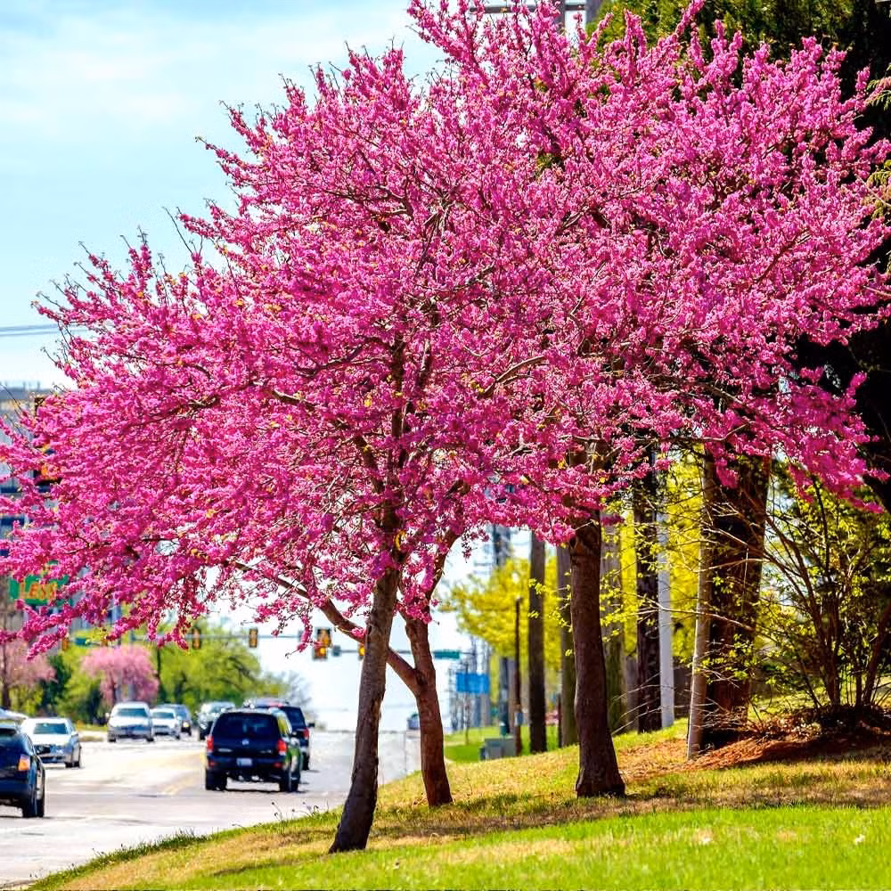 Loài hoa này thực sự đem lại cho người ta cảm giác hạnh phúc và chữa lành tâm hồn. Đúng như tên gọi của hạnh phúc, loài hoa này mang một ý nghĩa đẹp đẽ về sum vầy, ấm êm cho cả gia đình.