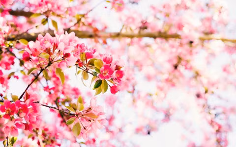  Ngày xưa, nhiều gia đình giàu có, thậm chí trong "vườn thượng uyển" đều thích trồng cây cảnh này. Người xưa nói: "Tây phủ hải đường trong nhà, gia đình thịnh vượng, vàng ngọc đầy nhà" hay “Tây phủ hải đường sống tại gia, phú quý tự nhiên đến”. 