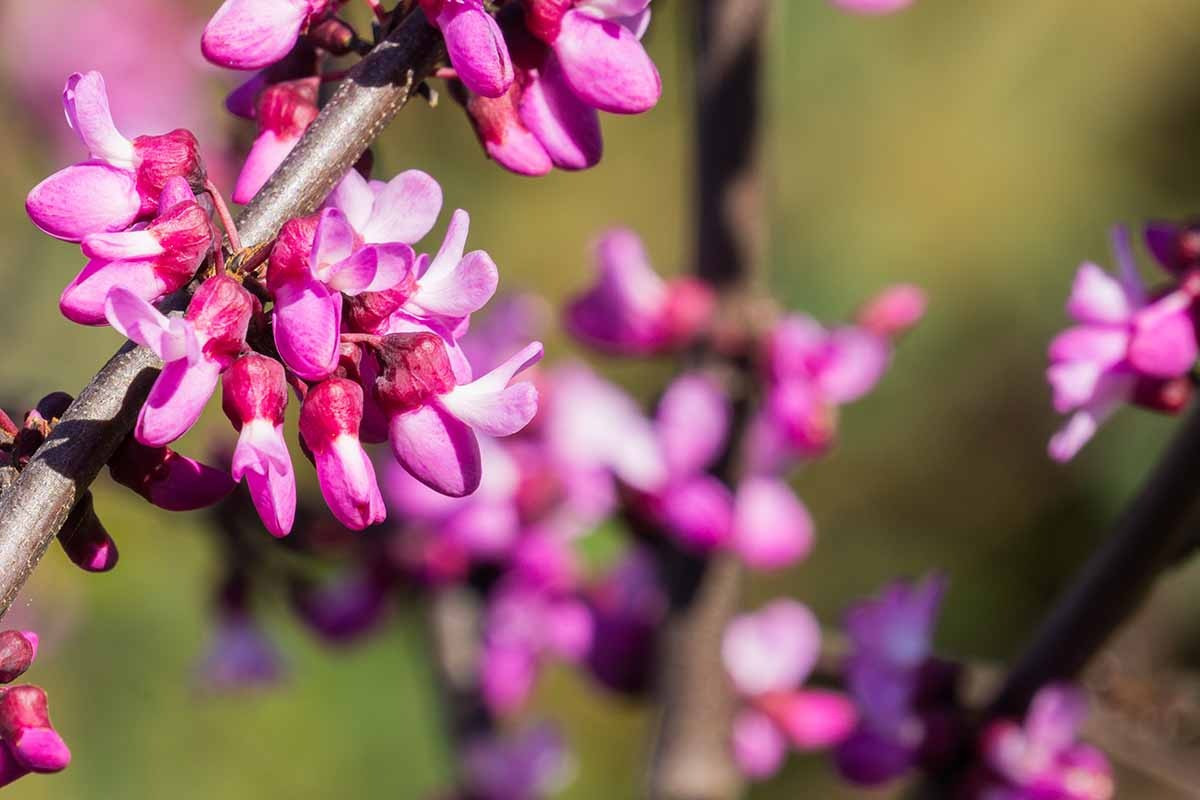 Loài hoa này có màu sắc và hình dáng gần giống như hoa khế nhưng khả năng nở hoa của chúng là vô địch, vì khi hoa nở, toàn bộ lá rụng hết, chỉ còn lại "một thân cây" toàn hoa là hoa. Với điều kiện thích hợp, cây cảnh này có thể nở hoa tới ba tuần.