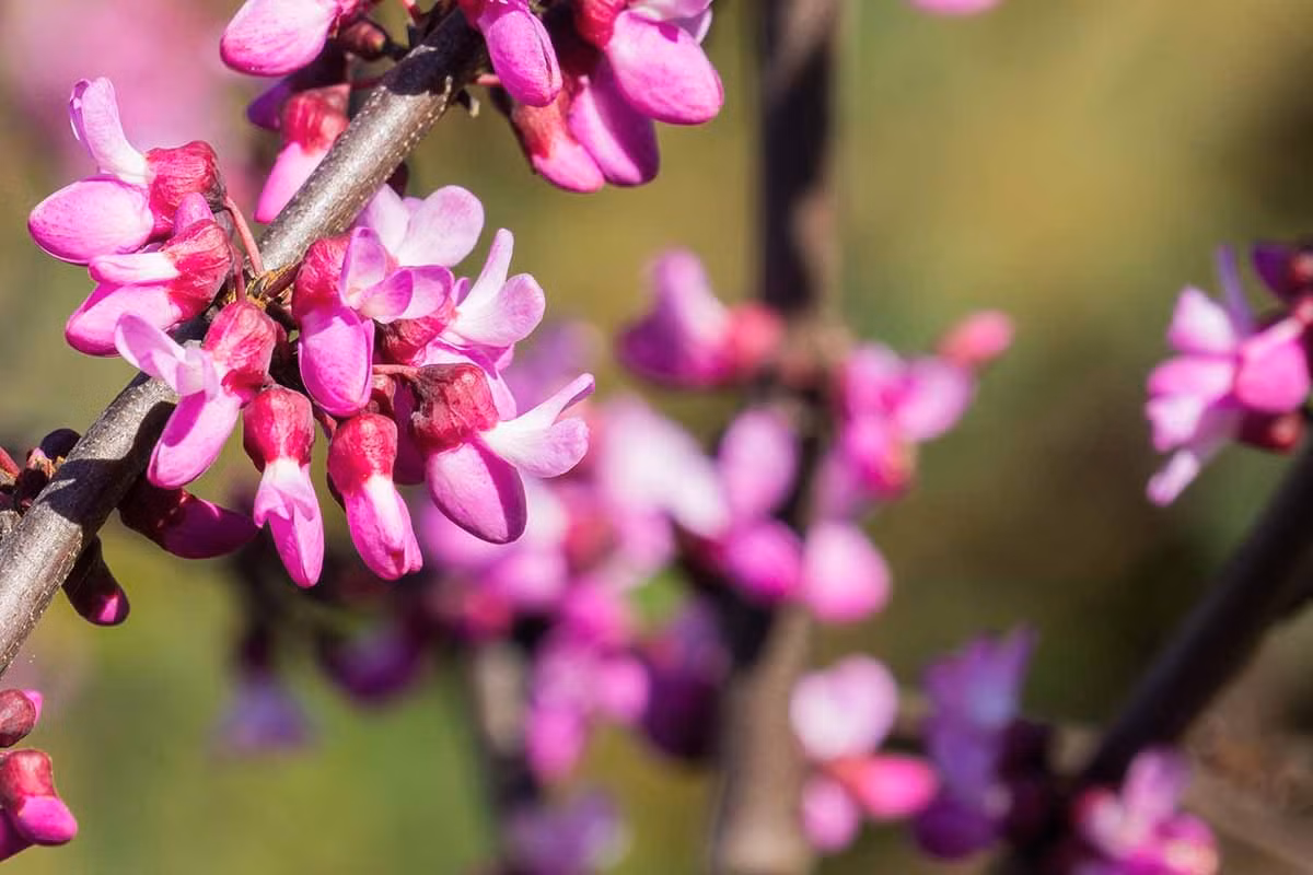 Loài hoa này có màu sắc và hình dáng gần giống như hoa khế nhưng khả năng nở hoa của chúng là vô địch, vì khi hoa nở, toàn bộ lá rụng hết, chỉ còn lại "một thân cây" toàn hoa là hoa. Với điều kiện thích hợp, cây cảnh này có thể nở hoa tới ba tuần.