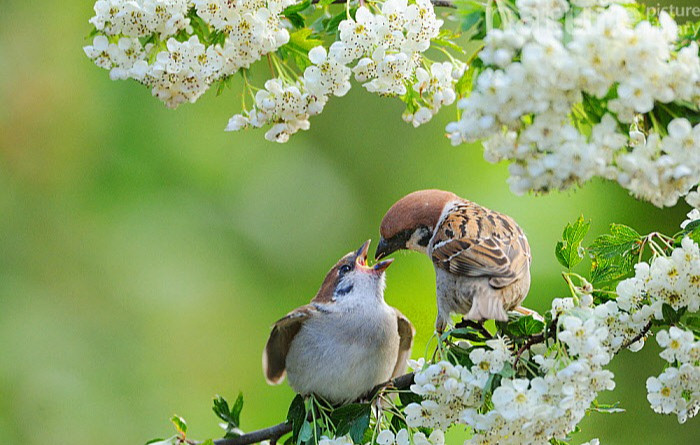 Cổ nhân nói: '3 con chim bay vào nhà, gia đình đón quý nhân' - Hình 3 Co nhan noi: '3 con chim bay vao nha, gia dinh don quy nhan'-Hinh-3