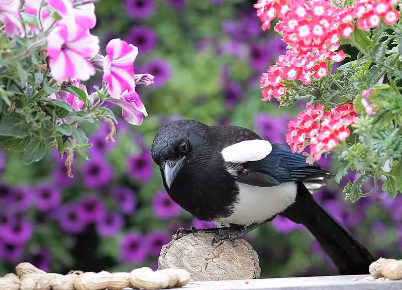 Co nhan noi: '3 con chim bay vao nha, gia dinh don quy nhan'