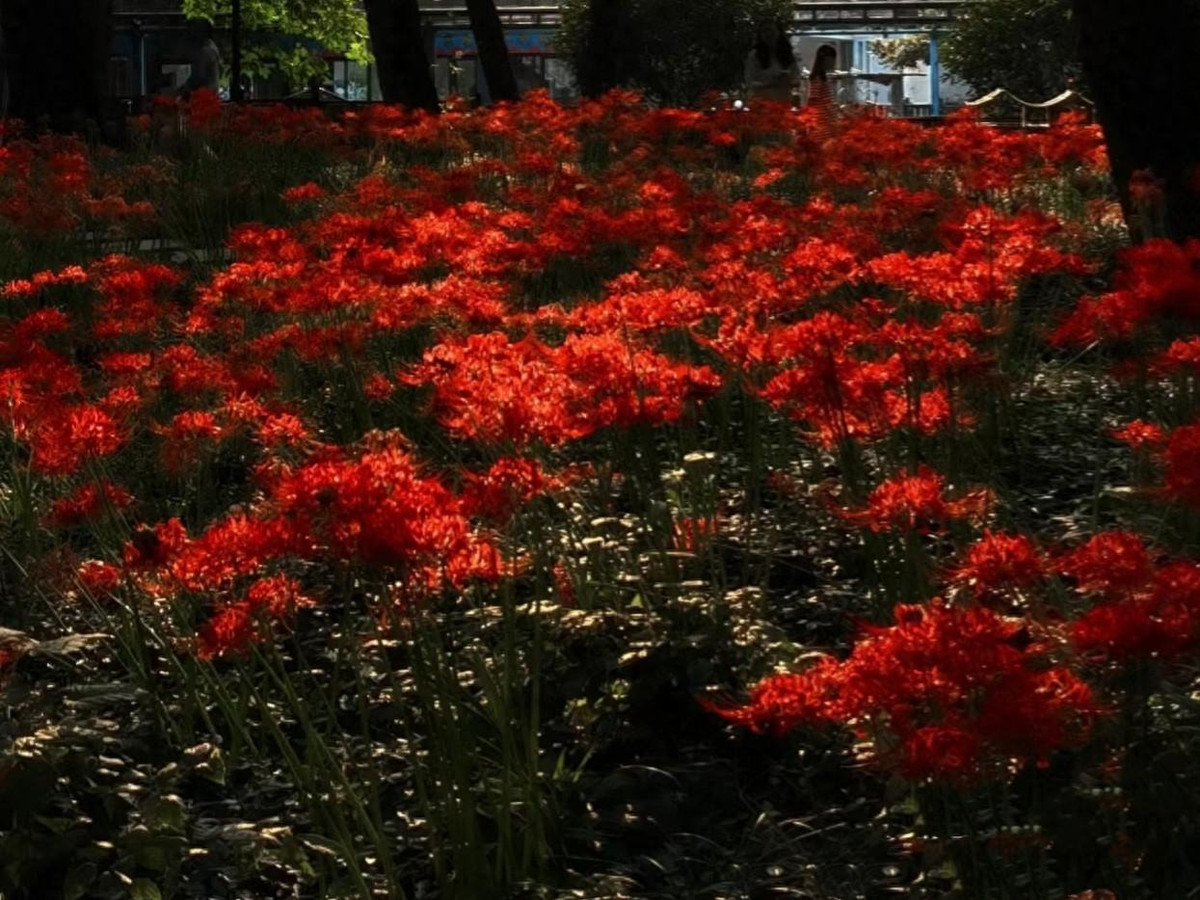 Chu kỳ sinh trưởng của bỉ ngạn rất ngắn, từ khi trồng đến khi nở hoa đến khi tàn chỉ mất khoảng chục ngày. Nó nở hoa vào mùa hè và có thể nở trực tiếp trên thân cây trần mà không cần lá. Đó là lý do chúng còn được gọi là naked lily (huệ trần trụi).