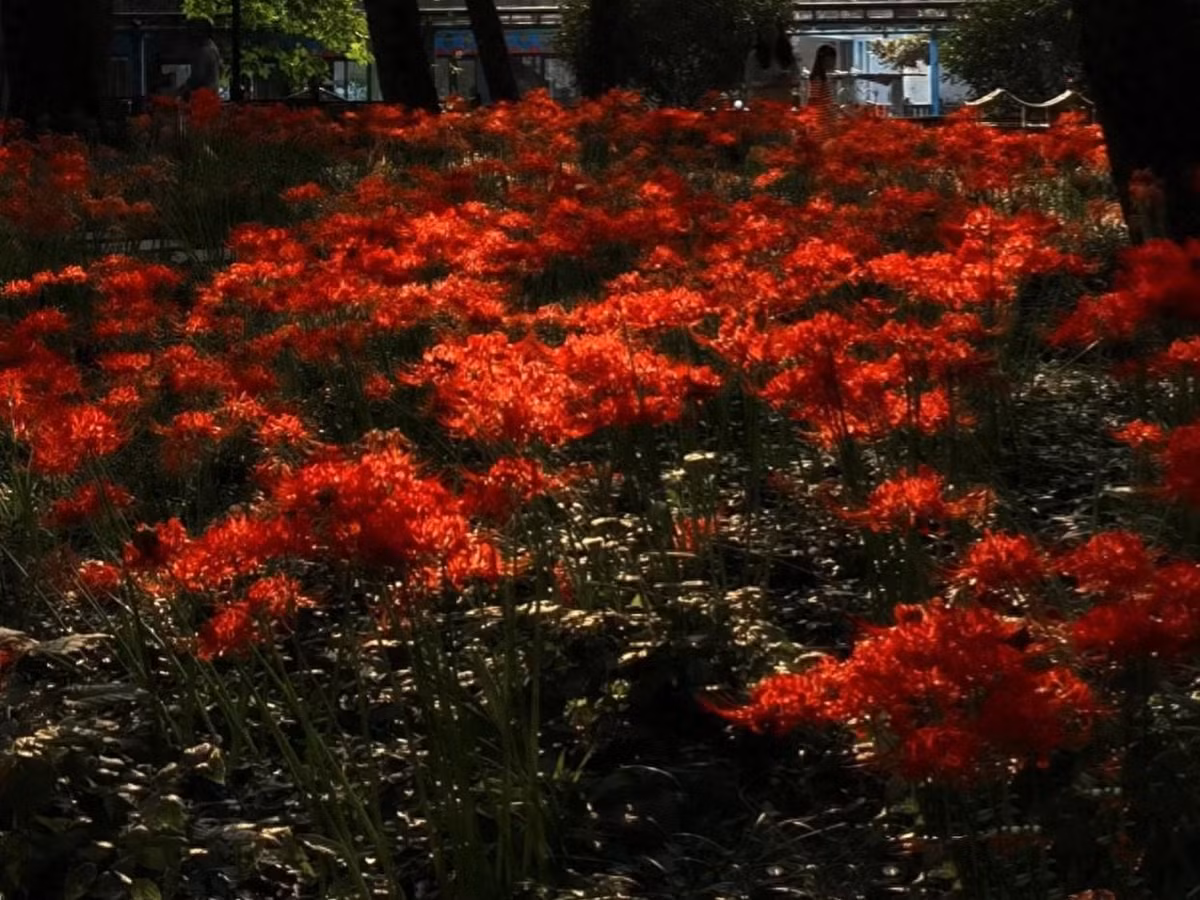 Chu kỳ sinh trưởng của bỉ ngạn rất ngắn, từ khi trồng đến khi nở hoa đến khi tàn chỉ mất khoảng chục ngày. Nó nở hoa vào mùa hè và có thể nở trực tiếp trên thân cây trần mà không cần lá. Đó là lý do chúng còn được gọi là naked lily (huệ trần trụi).