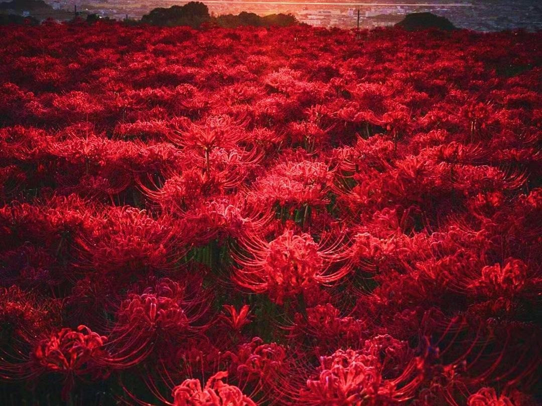  Cây cảnh này có nguồn gốc từ Đông Á, đặc biệt là Trung Quốc, Nhật Bản, Hàn Quốc và Nepal. Ở Nhật Bản, hoa được trồng xung quanh mặt ngoài ruộng lúa hoặc nhà cửa để xua đuổi chuột. Củ có độc, ngăn chặn sâu bệnh xâm lấn.