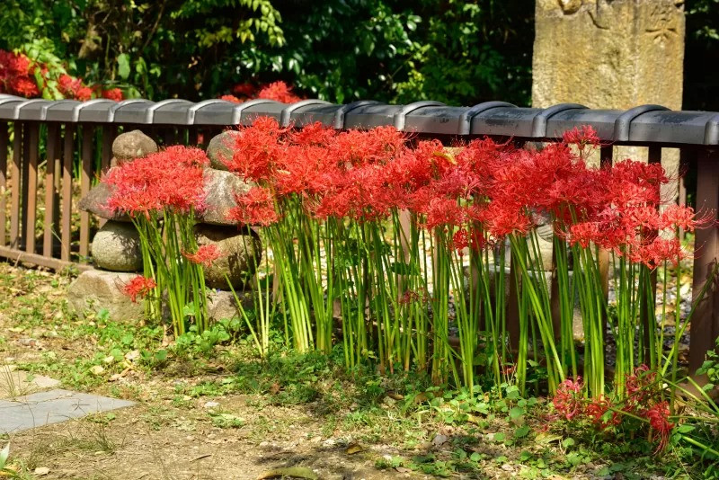  Chính thói quen sinh trưởng độc đáo này đã khiến hoa bỉ ngạn trông như một người phụ nữ đầy mê hoặc, toát lên vẻ quyến rũ chết người. Những "người đẹp" này ban đầu được sử dụng để đuổi chuột ra khỏi cánh đồng lúa Nhật Bản. 