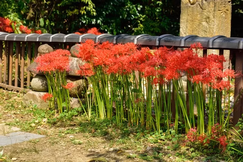  Chính thói quen sinh trưởng độc đáo này đã khiến hoa bỉ ngạn trông như một người phụ nữ đầy mê hoặc, toát lên vẻ quyến rũ chết người. Những "người đẹp" này ban đầu được sử dụng để đuổi chuột ra khỏi cánh đồng lúa Nhật Bản. 