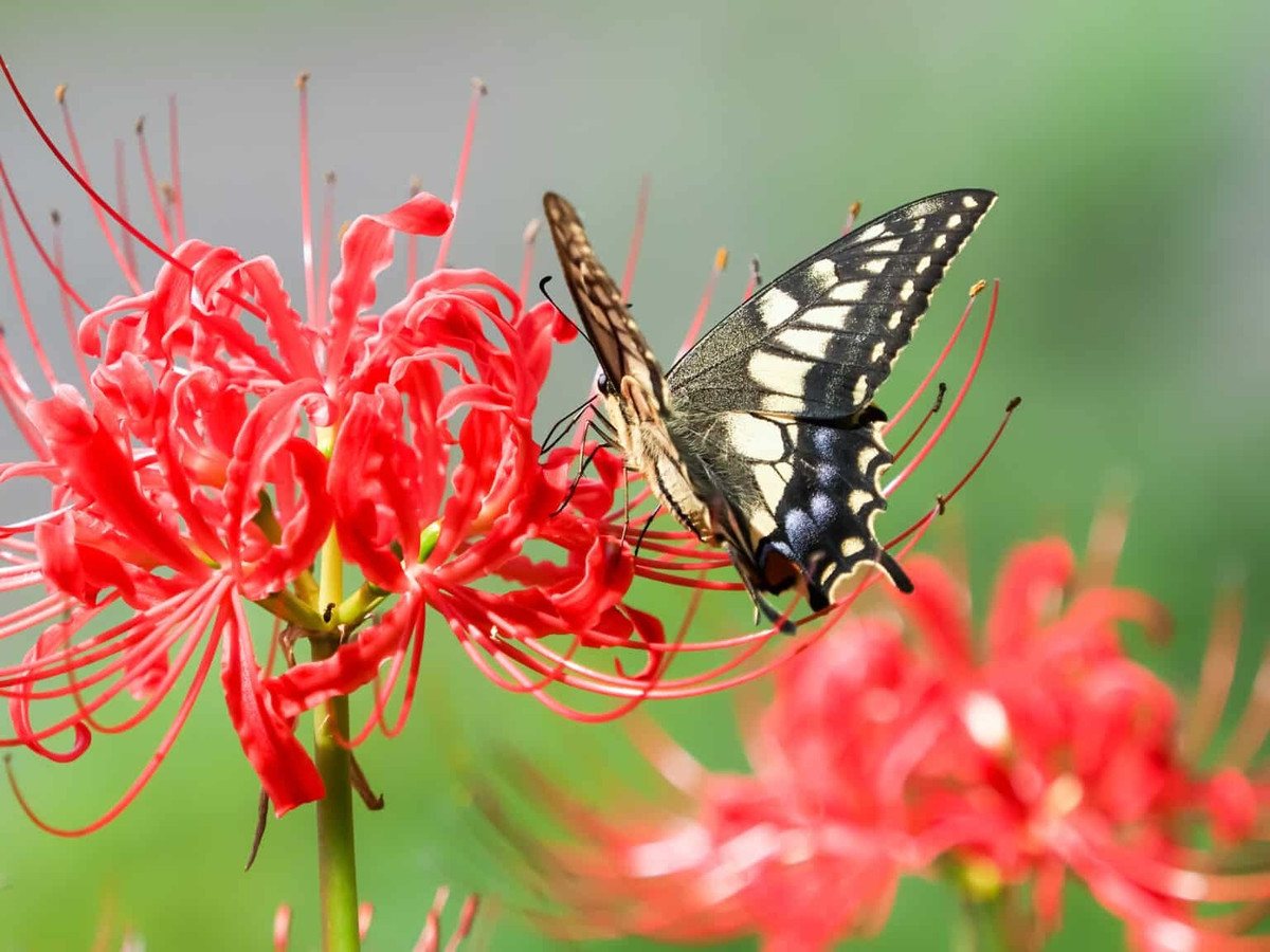 Mỗi củ sẽ tạo ra tối đa bốn thân, chúng sẽ nảy mầm từ cuối tháng 8 đến tháng 10, sau đó phát triển cao hơn 0,3m trong khoảng bảy ngày. Chúng tồn tại trong khoảng hai tuần và dần dần chuyển sang màu hồng nhạt hơn.