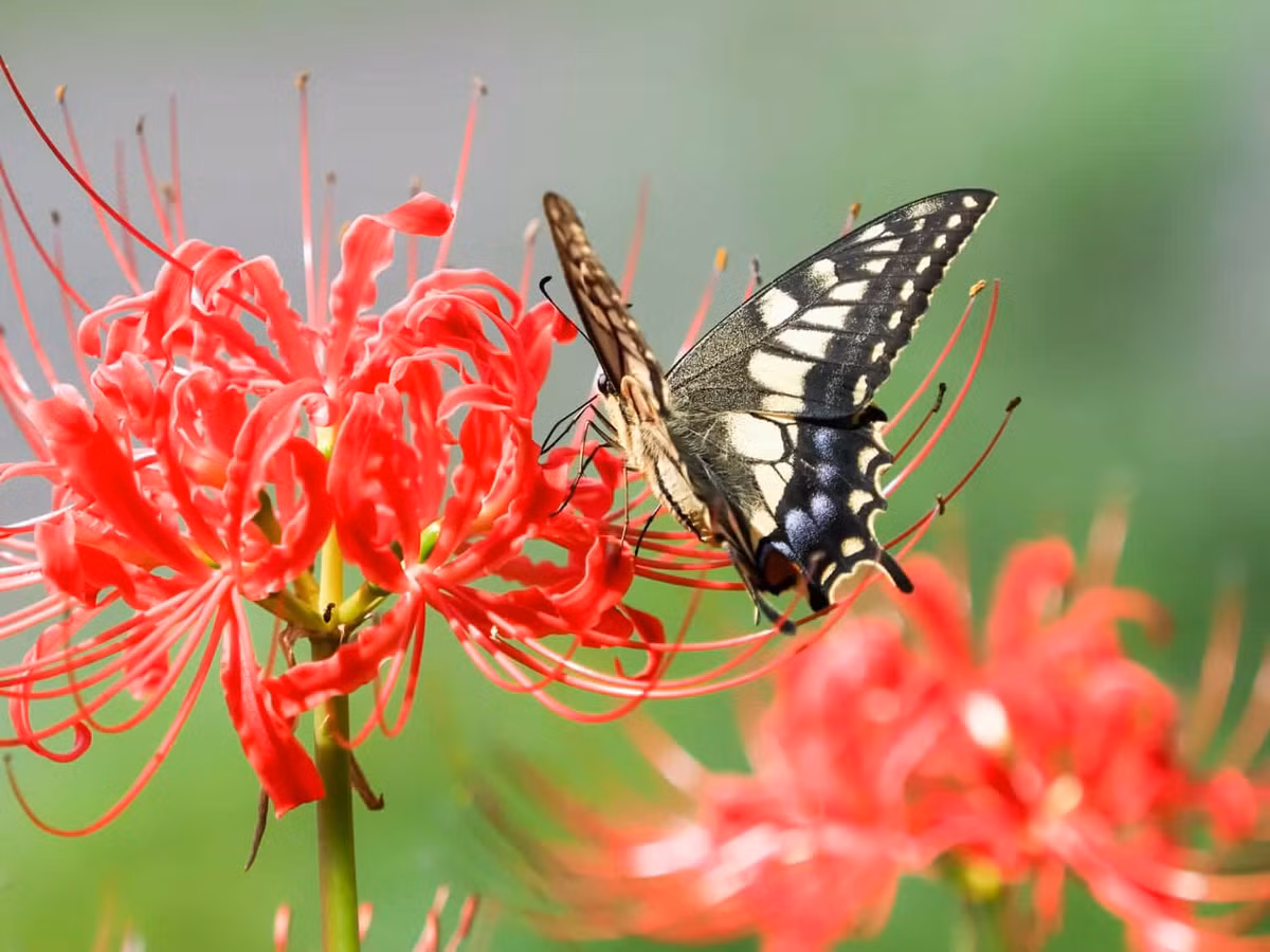 Mỗi củ sẽ tạo ra tối đa bốn thân, chúng sẽ nảy mầm từ cuối tháng 8 đến tháng 10, sau đó phát triển cao hơn 0,3m trong khoảng bảy ngày. Chúng tồn tại trong khoảng hai tuần và dần dần chuyển sang màu hồng nhạt hơn.