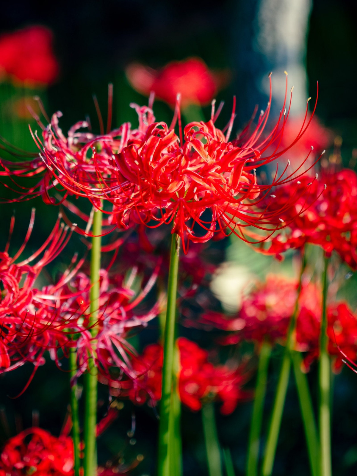 Khi nhiều loại cây khác đang dần ngừng hoạt động để nghỉ đông thì loài hoa ma này mới bắt đầu phát triển. Sau khi ngủ đông vào mùa hè, bỉ ngạn mọc lên những thân hoa cao với những chùm hoa màu đỏ tươi.