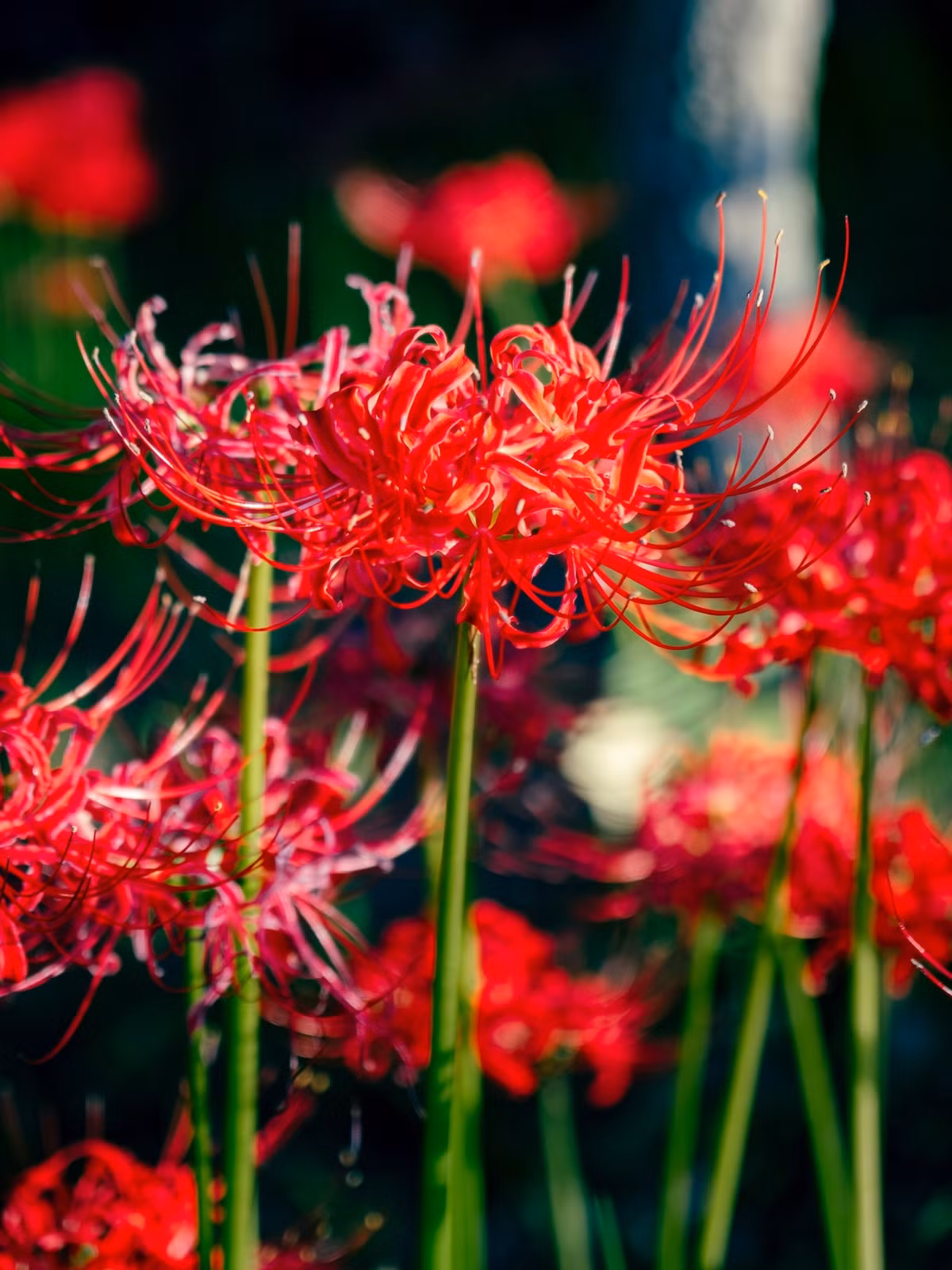 Khi nhiều loại cây khác đang dần ngừng hoạt động để nghỉ đông thì loài hoa ma này mới bắt đầu phát triển. Sau khi ngủ đông vào mùa hè, bỉ ngạn mọc lên những thân hoa cao với những chùm hoa màu đỏ tươi.